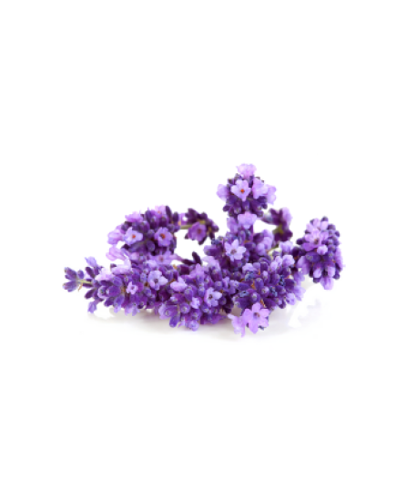 Lavender floral water (Lavandula angustifolia) 100ml